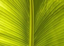 banana leaf lines von césarmartíntovar cmtphoto