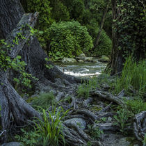 roots, trees and the river by césarmartíntovar cmtphoto
