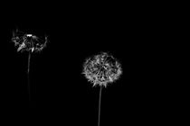 Zwei pusteblumen vor schwarzem hintergrund als nahaufnahme  by leddermann