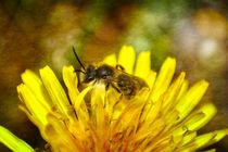 Biene auf Blüte by Claudia Evans