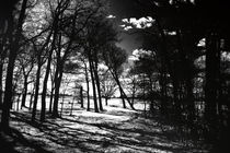 Schatten im Wald  von Bastian  Kienitz