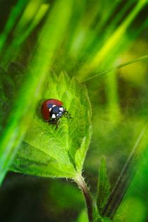 Ladybird  von Claudia Evans
