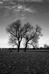 Concept nature : Two tree ́s by Michael Naegele