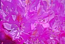 Rhododendron... 1 von loewenherz-artwork
