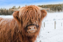 Highland Cattle Portrait by Margit Kluthke