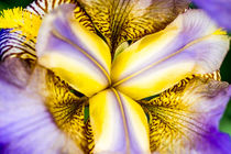Iris-Blume by urbanek-b