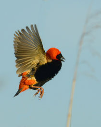 Southern Red Bishop in flight by Yolande  van Niekerk