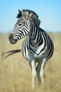 Zebra Style von Yolande  van Niekerk