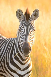 Golden Zebra by Yolande  van Niekerk