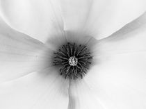 Flower by Andrea Friederichs-du Maire