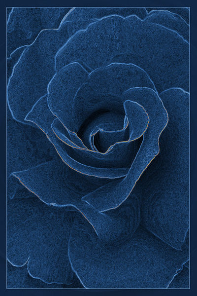 Velvet-blue-rose-b