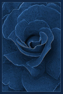 Velvet blue rose by feiermar