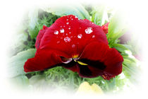 Bright red pansy by feiermar