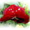 Bright-red-pansy-png