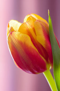Tulpe mit Stiel und Blättern by marwiesi