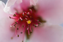 Aprikosenblüte, Makro von marwiesi