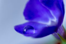 Wassertropfen im Kelch von blauer Blume, Makro von marwiesi