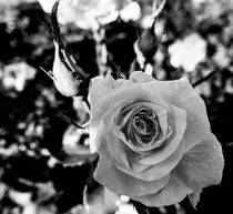 Rosenblüte in Schwarz/Weiß von marwiesi