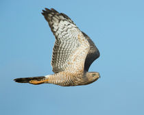 Amur Falcon in Flight by Yolande  van Niekerk