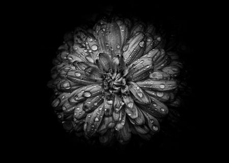 A-t-backyard-flowers-in-black-and-white-44-5x7