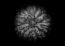 Backyard Flowers In Black And White 44 by Brian Carson