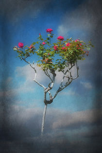 Rose Tree von CHRISTINE LAKE