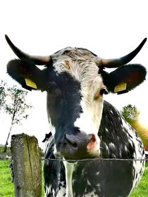 Kuh am Zaun  von susanne-seidel