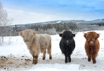 Highland Cattle trotzen der eisigen Kälte by Margit Kluthke