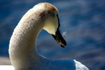 The swan von Michael Naegele