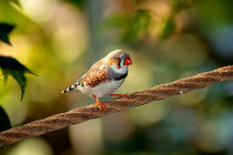 The wonderful african finch by Michael Naegele