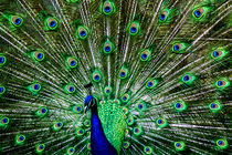 Der Pfau / The peacock von Michael Naegele