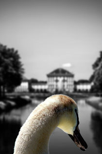 The swan of Nympfenburg von Michael Naegele