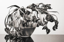 Verwelkende Tulpen in Kristallvase in Schwarzweiß by Wolfgang Cezanne