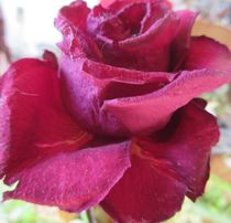 Die Königin der Blumen - Rosenrote Schönheit - zeitlos schön - Naturfotografie - Designfotografie - rosenrotfarbig by Heide Pfannenschwarz