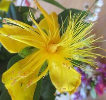 Echte prachtvolle Johanniskrautblüte - Naturfotografie - Designkunst - goldgelbe Blüte by Heide Pfannenschwarz
