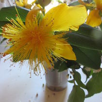 Sonnenhafte Blütenfreunde - Echte gelbe Johanniskrautblüte - Designerbild - Konzeptkunst von Heide Pfannenschwarz