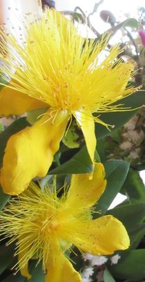 Der Sonne entgegen - Naturfotografie - Echte gelbe Johanniskrautblüte - Konzeptkunst - Fotografie - gelbe Natur-Schönheiten von Heide Pfannenschwarz