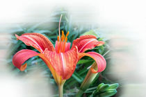 orange lily by feiermar