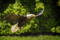Adler im Anflug von Stephan Zaun