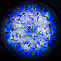 Glaskugel Borretsch Wildkräuter rund blaue Blüten by Christine Maria Grosche