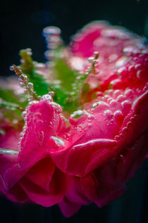 Frische Rosenblüte Wassertropfen Wasserperlen Blütenwasser von Christine Maria Grosche