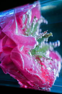 Damaszener Rose Wasser Perlen  von Christine Maria Grosche