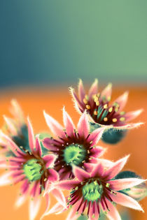 Dachwurz Hauswurz filigrane Blüten  by Christine Maria Grosche