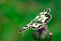 Schmetterling auf Distelblüten von Christine Maria Grosche