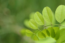 Grüne Blätter dekorativ  von Christine Maria Grosche