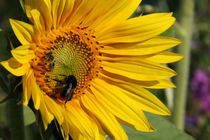Leuchtende farbenfrohe Sonnenblume mit Hummeln Bienen Optimismus Lebensfreude von Christine Maria Grosche