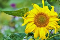 Farbenfrohe lebensfreude Sonnenblumen  by Christine Maria Grosche