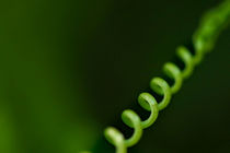 Zaunwinde Wildpflanzen Spirale Natur DNA grün abstrakt von Christine Maria Grosche