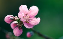 Wunderschöne Pfirsichblüten Makro  von Christine Maria Grosche