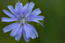 Wegwarte blaue Blüte Heilpflanze wildkräuter Bachblüte Chicory by Christine Maria Grosche